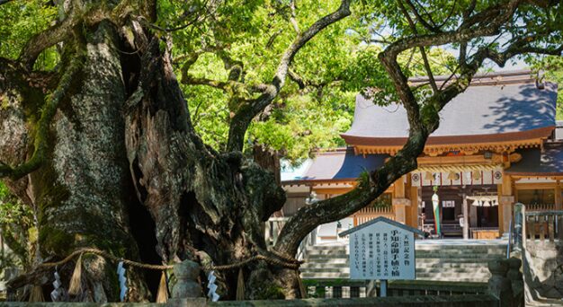 願いが叶う？息を止めて回る御神木の楠