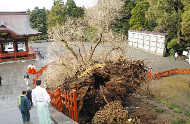 倒壊してしまった大銀杏