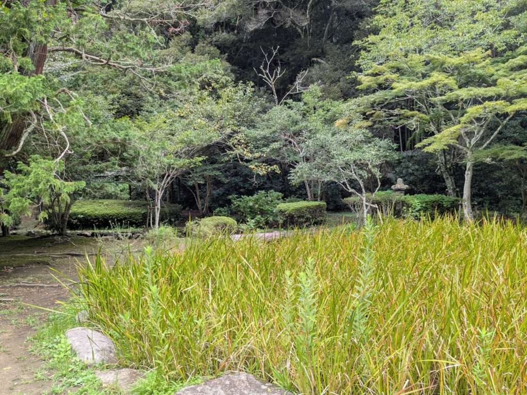 神社の境内に広がる緑豊かな樹叢と神聖な森