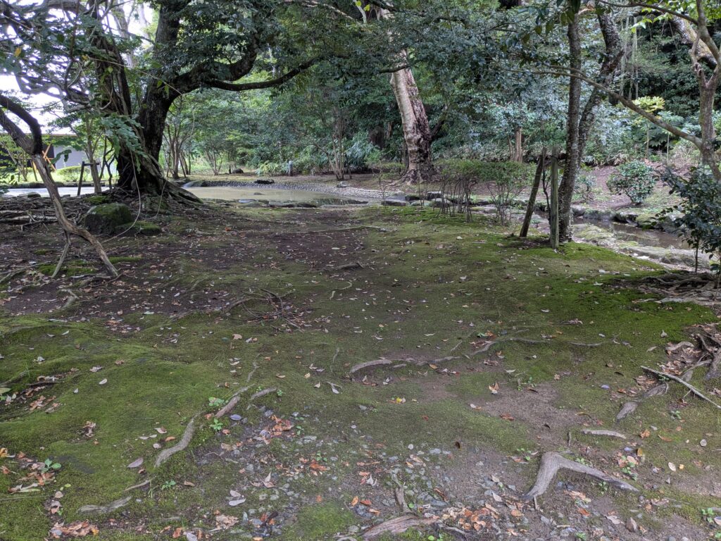 苔に覆われた地面と大木、水辺が広がる静かな神社境内