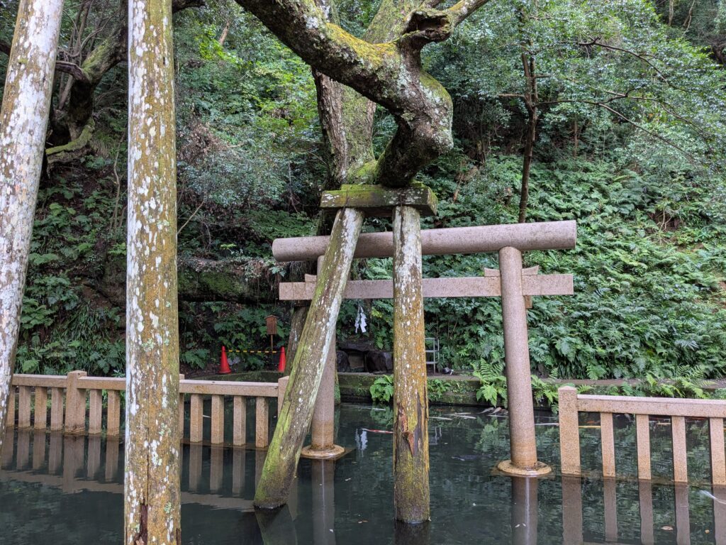 御手洗池に立つ石鳥居と水面へ伸びる苔むした大木
