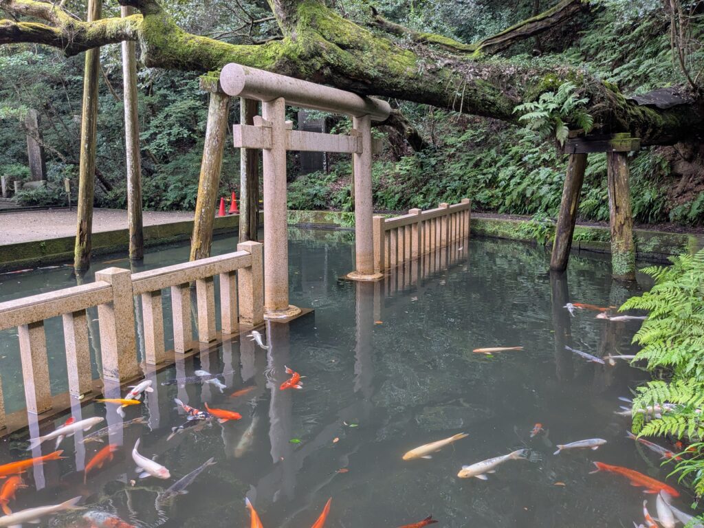 鹿島神宮の御手洗池と石鳥居、大木、泳ぐ鯉